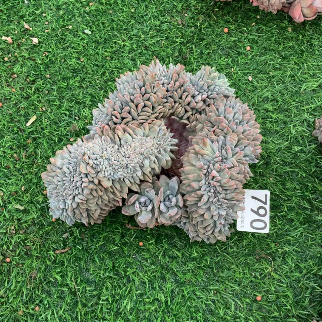 790橙子缀多肉植物