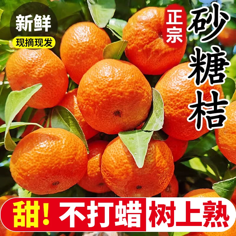 正宗广西砂糖橘精选沙糖桔香甜多汁当季新鲜水果现摘现发9斤