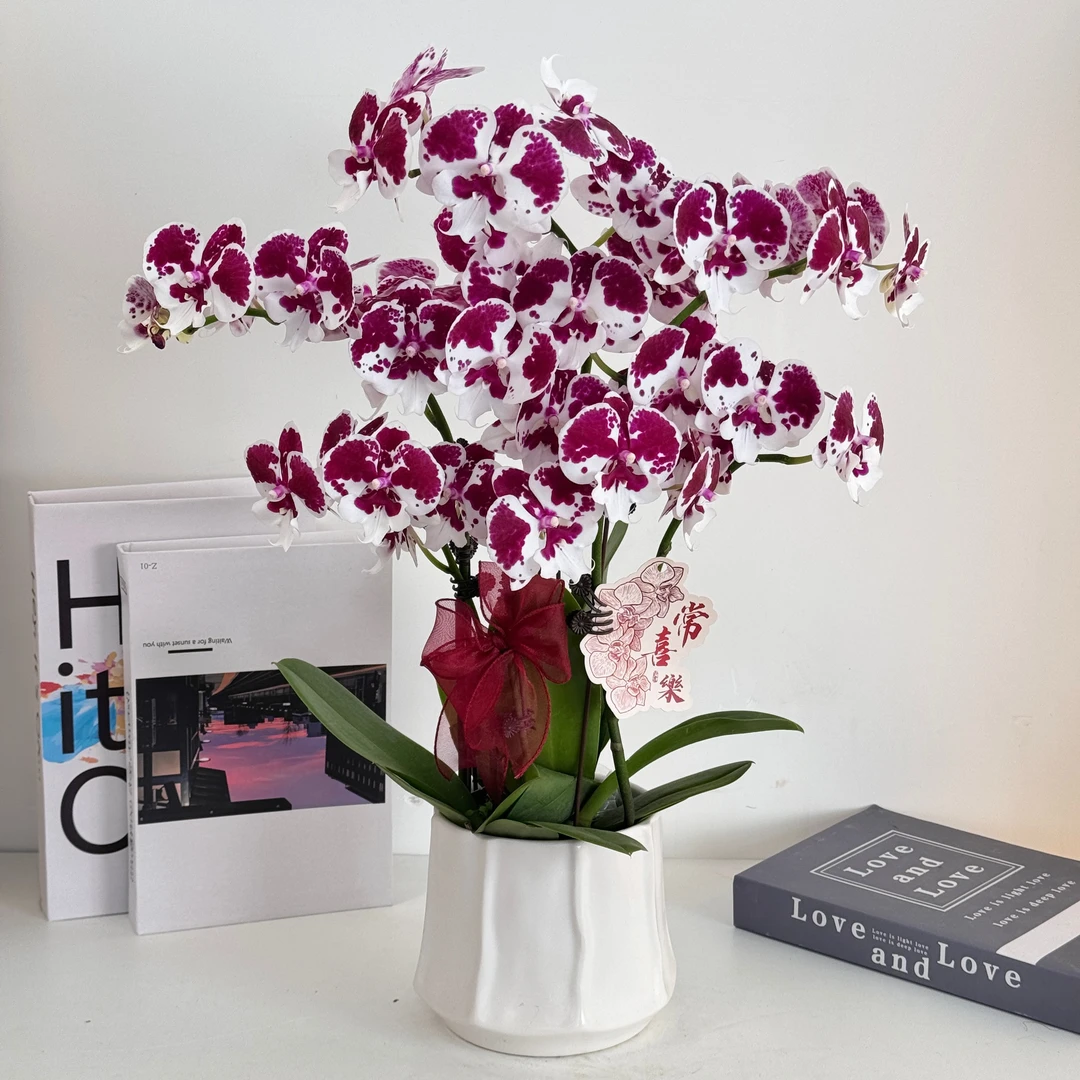 【一千零一夜】组盆室内蝴蝶兰花盆栽开花株 四季好养护绿植叶片