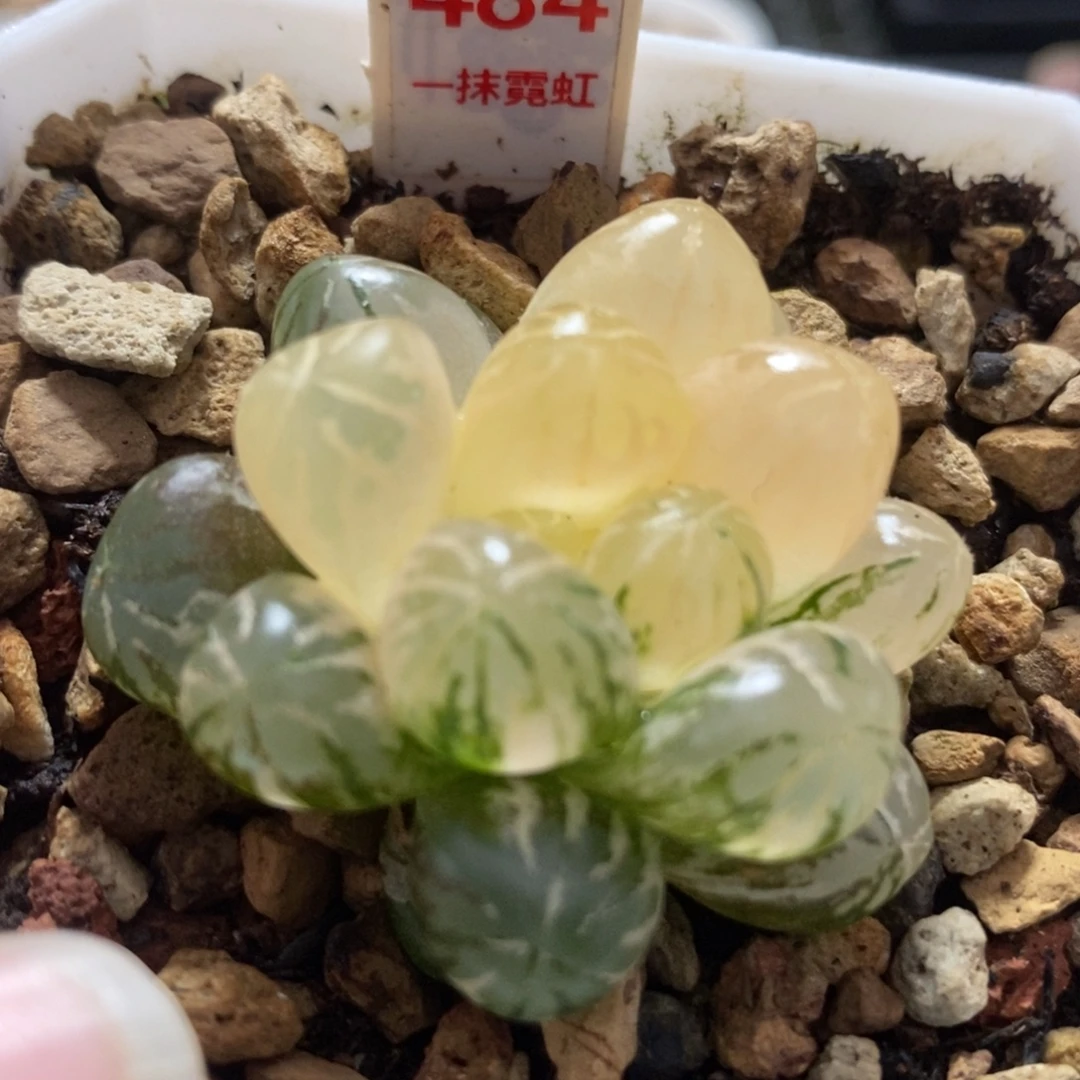 481塑料皮玉露锦，，