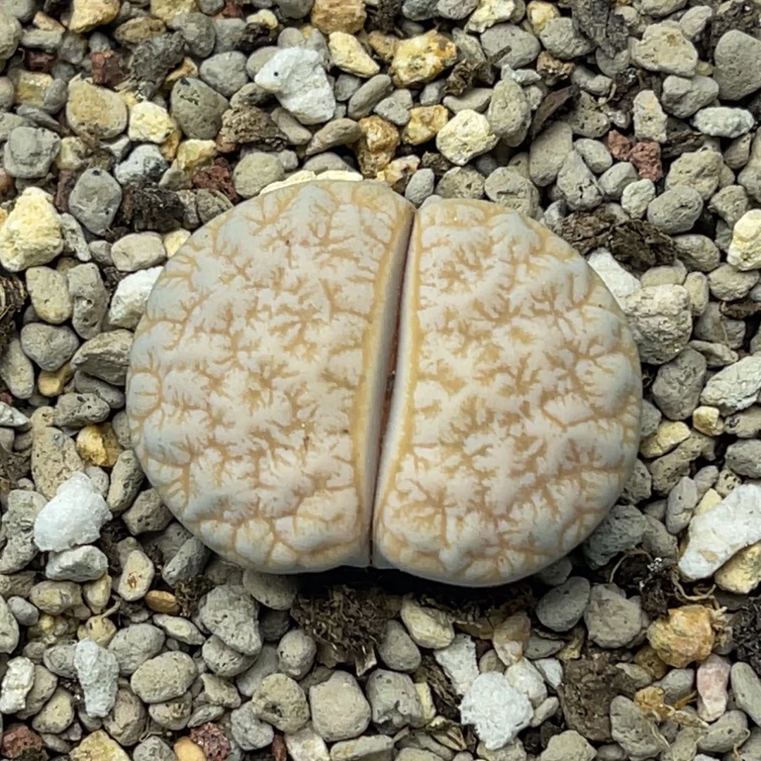 0992睫毛山脉拿铁一颗