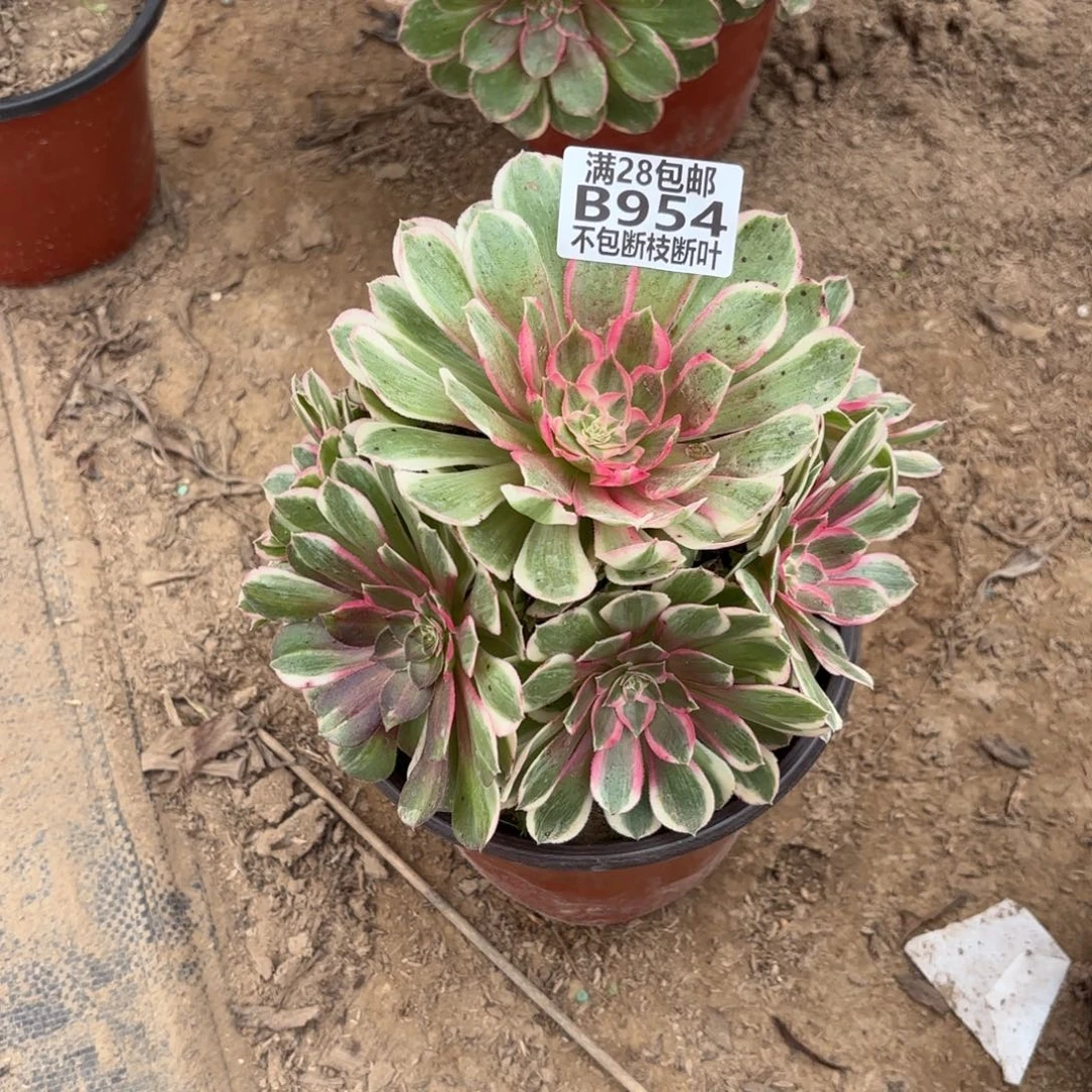 N. 954孔雀翎多肉葡萄。bab