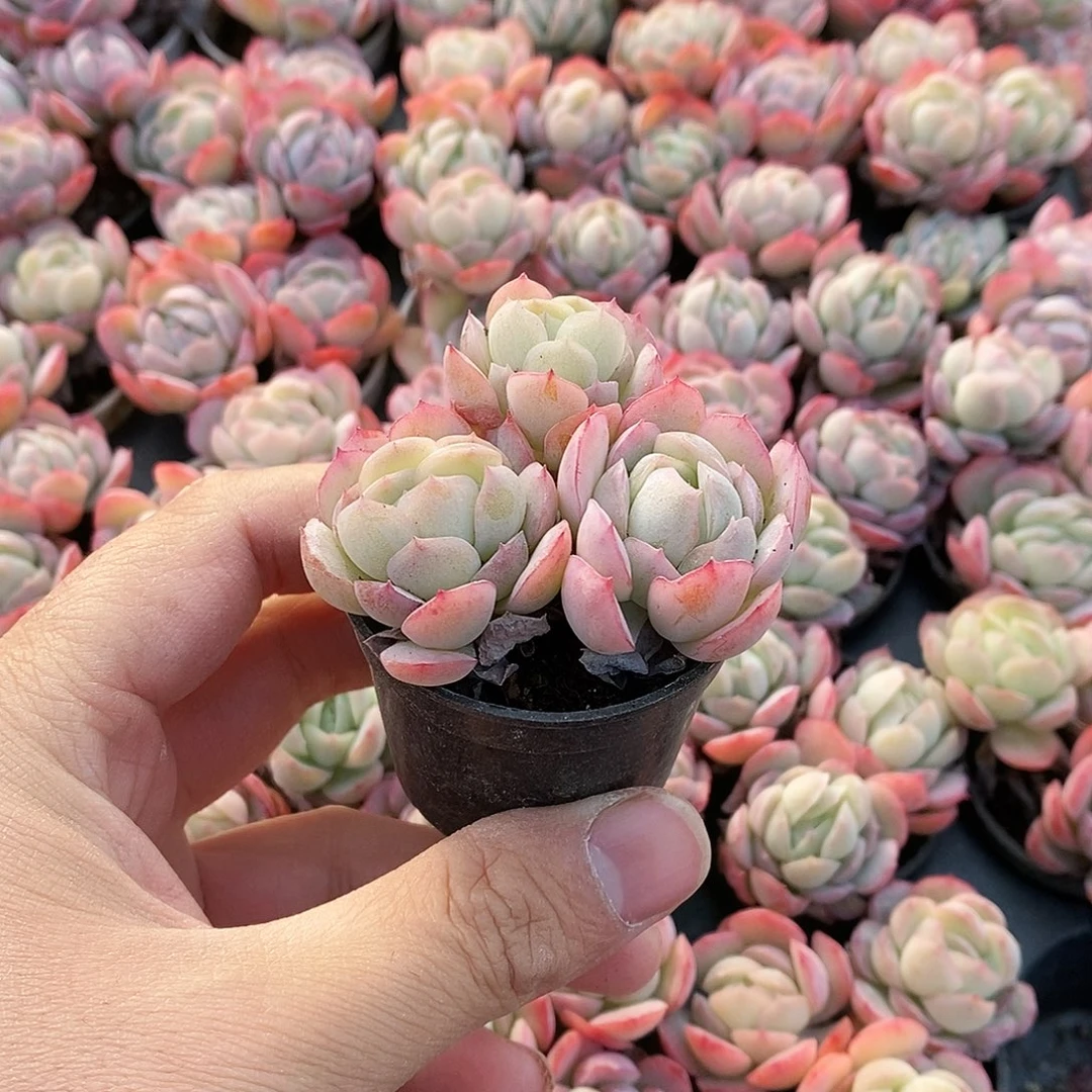 贝瑞三头量拍满9.9包邮