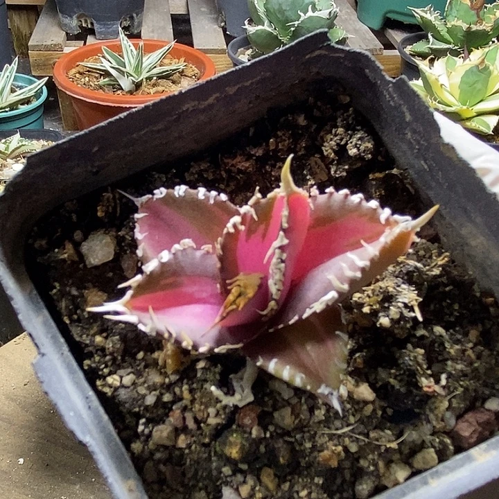 金刚红狮中斑。