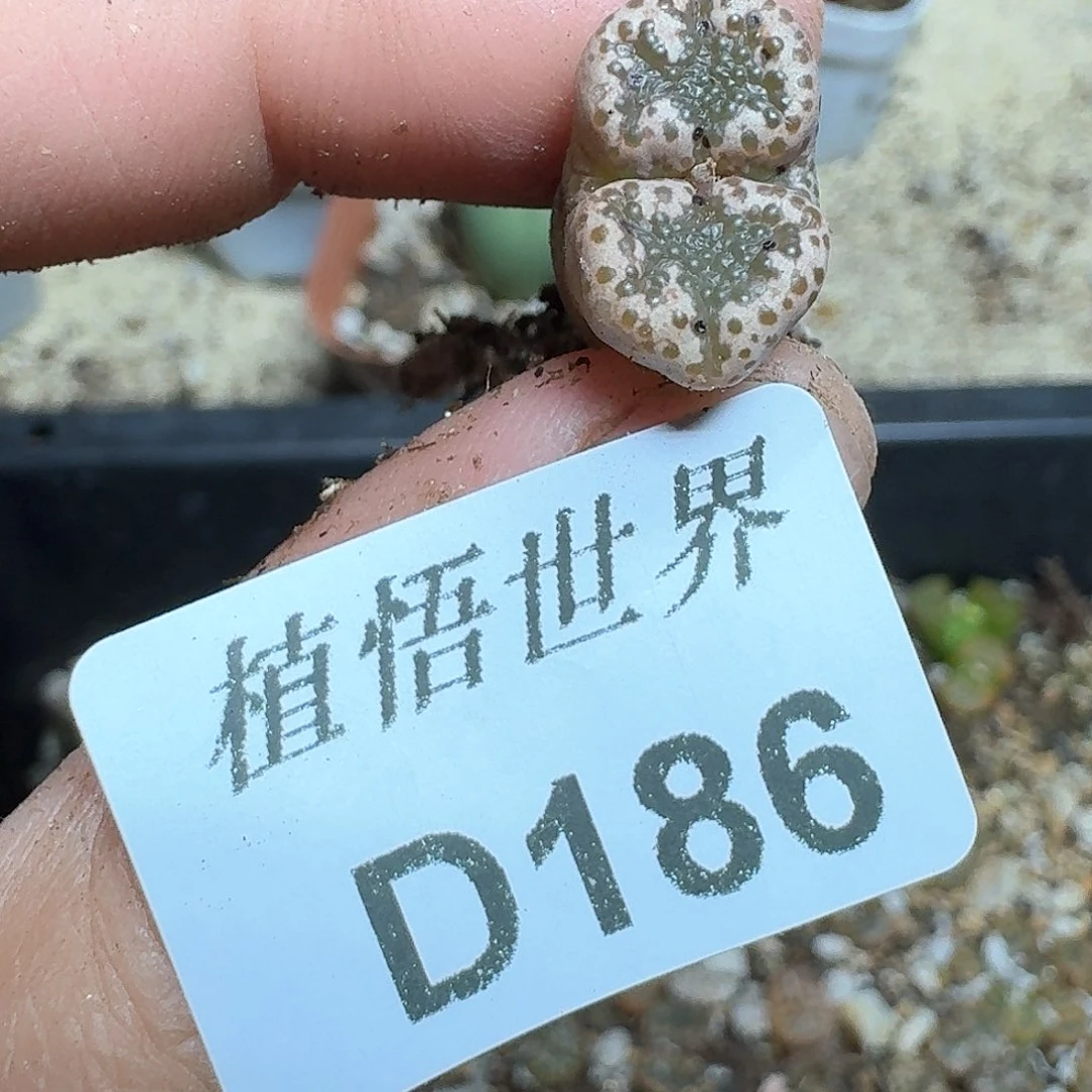186号多肉植物哇c g g