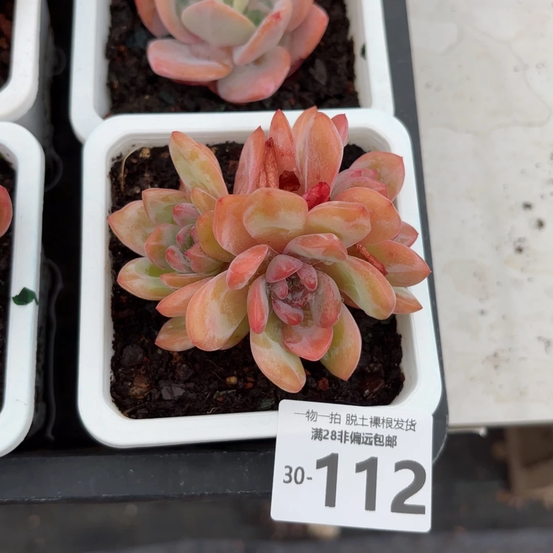 全明星老桩多肉多肉