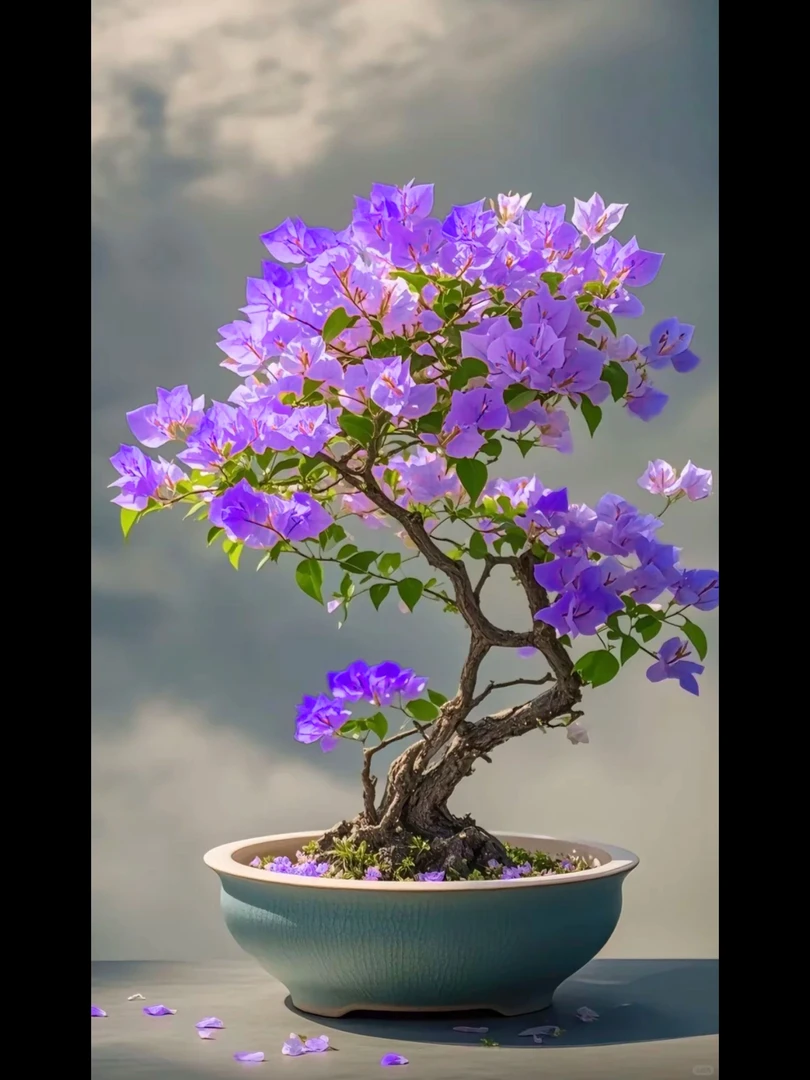 稀有新品【蓝蝶紫燕】三角梅盆栽花卉四季勤花好养 带土带根带叶