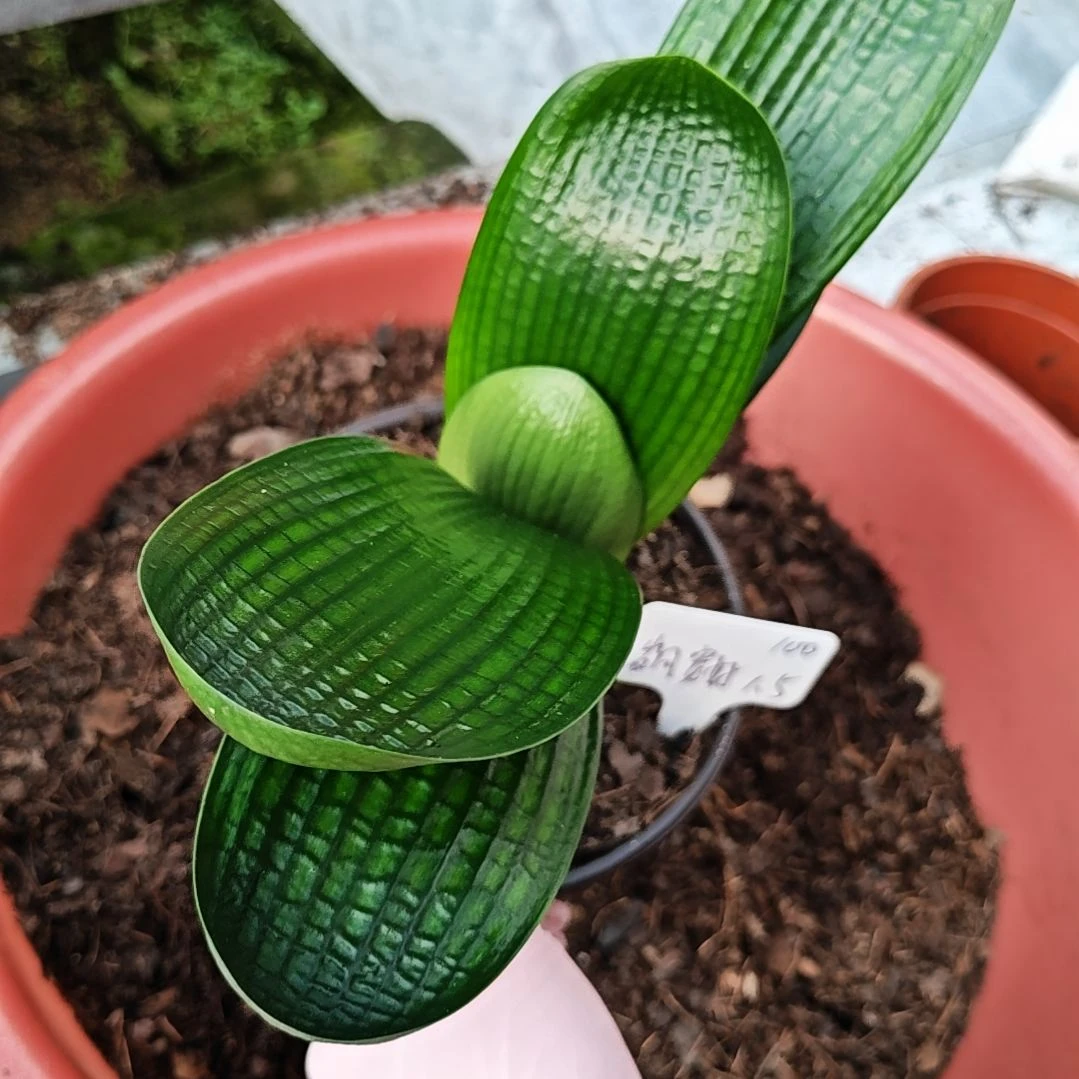 完全开放君子兰精品两年