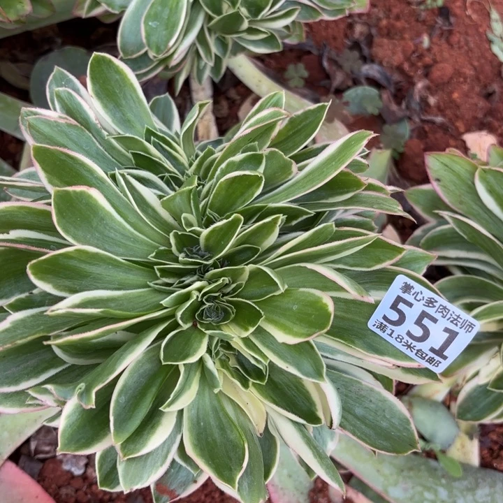 551大叶绿玫瑰缀化掌心多肉法师锦，我