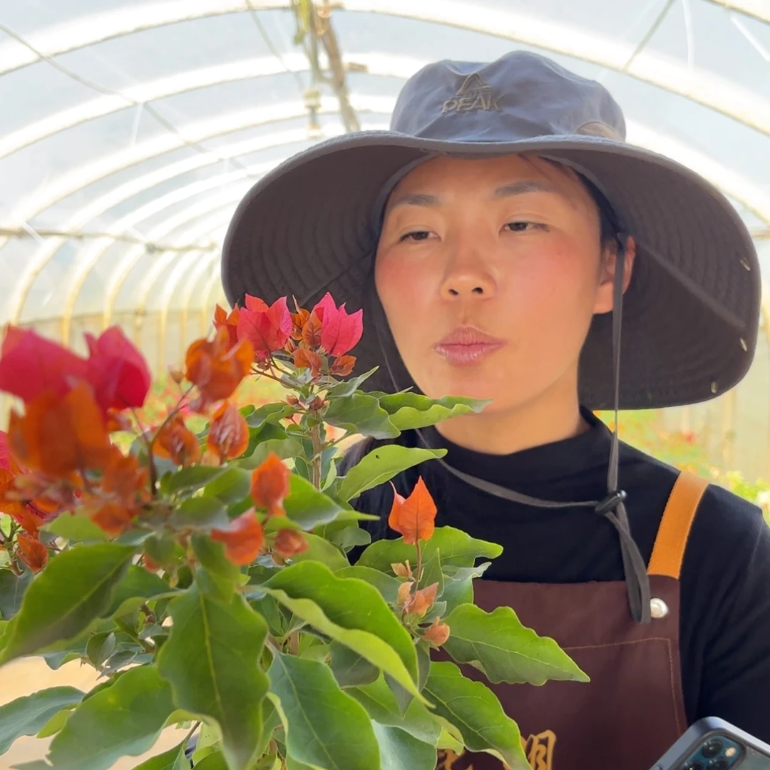 全部花苞（印度橙粉）三角梅会点花掉叶有大有小