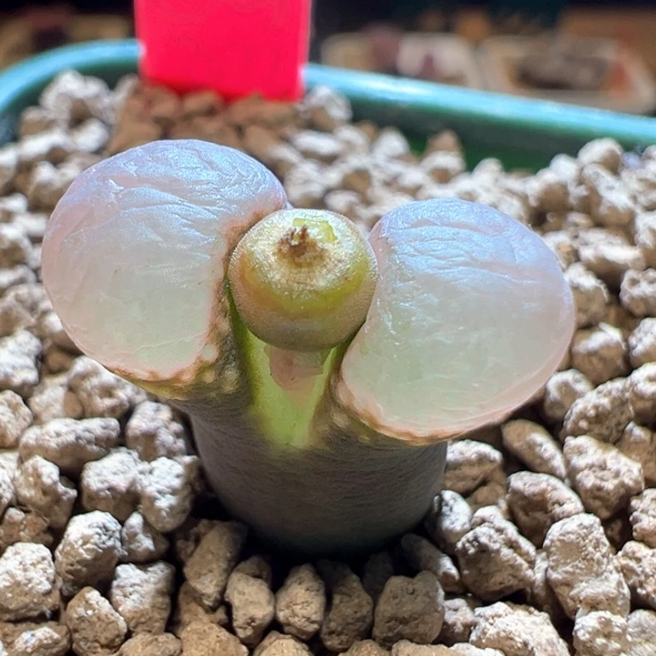 218。 优选1802。三角翻窗 可玩性高！！