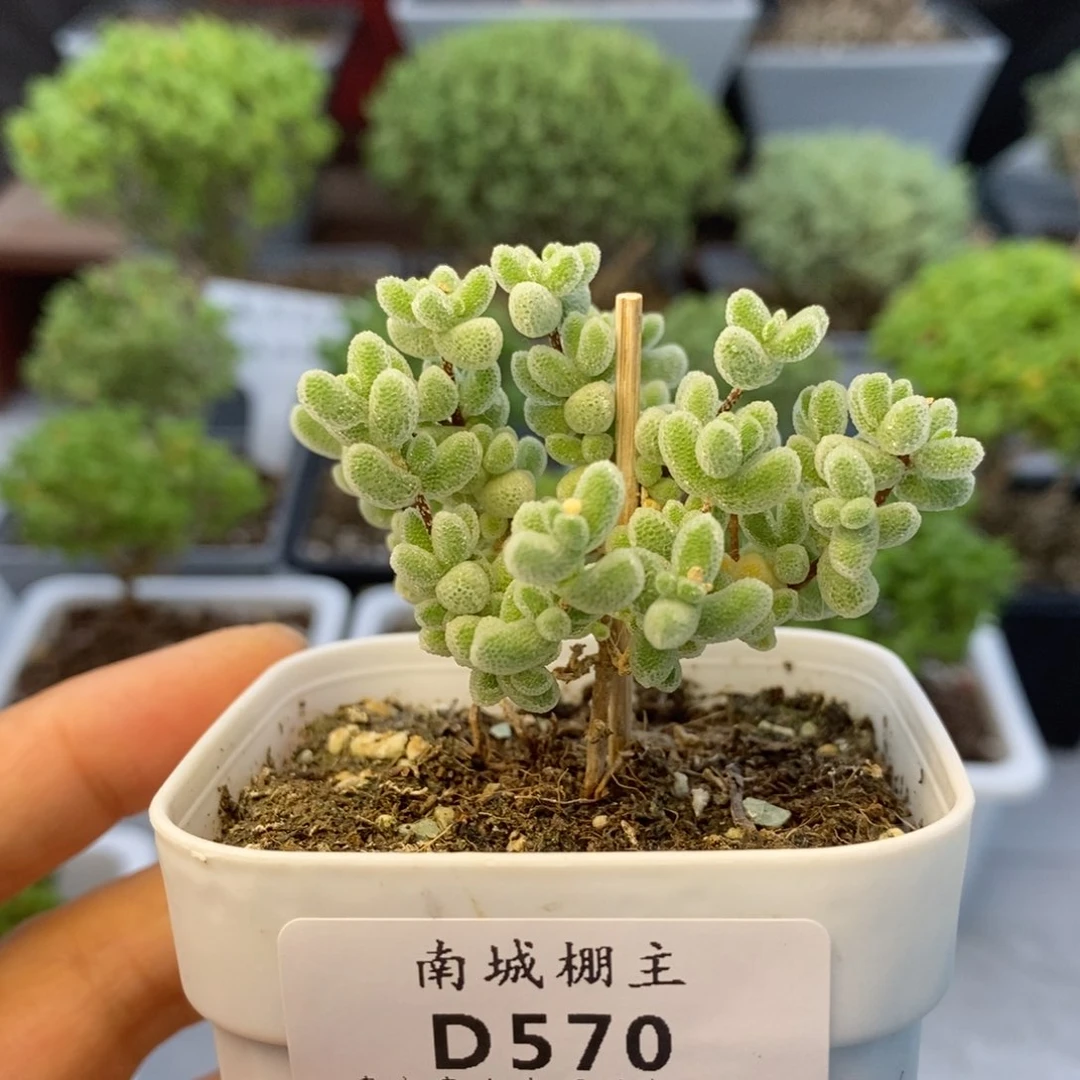 570优选冰晶枝干