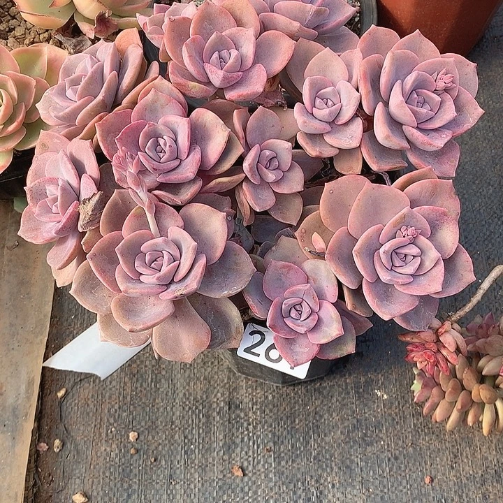 261彩虹糖 一物一拍多肉