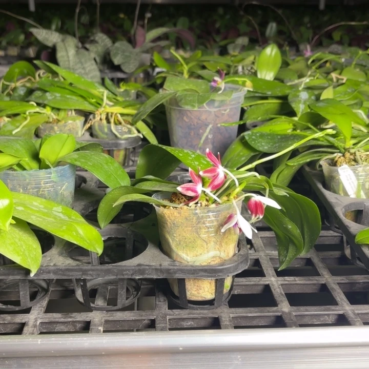 完全开放原生蝴蝶兰带香味