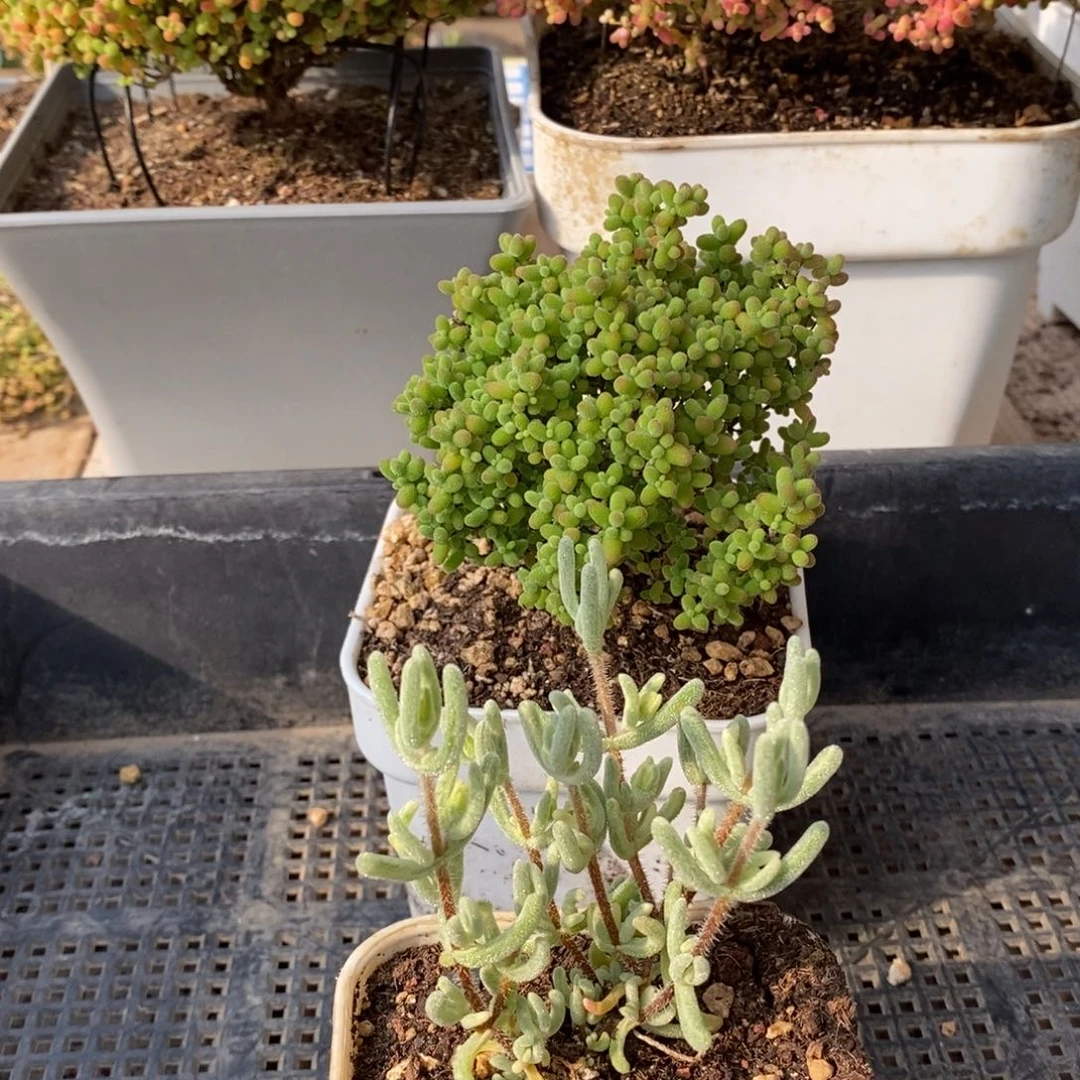 枝干番杏多肉植物064