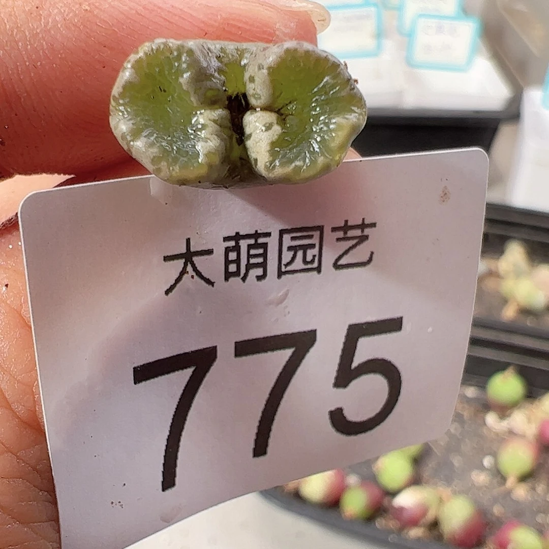 0000775 一物一拍……