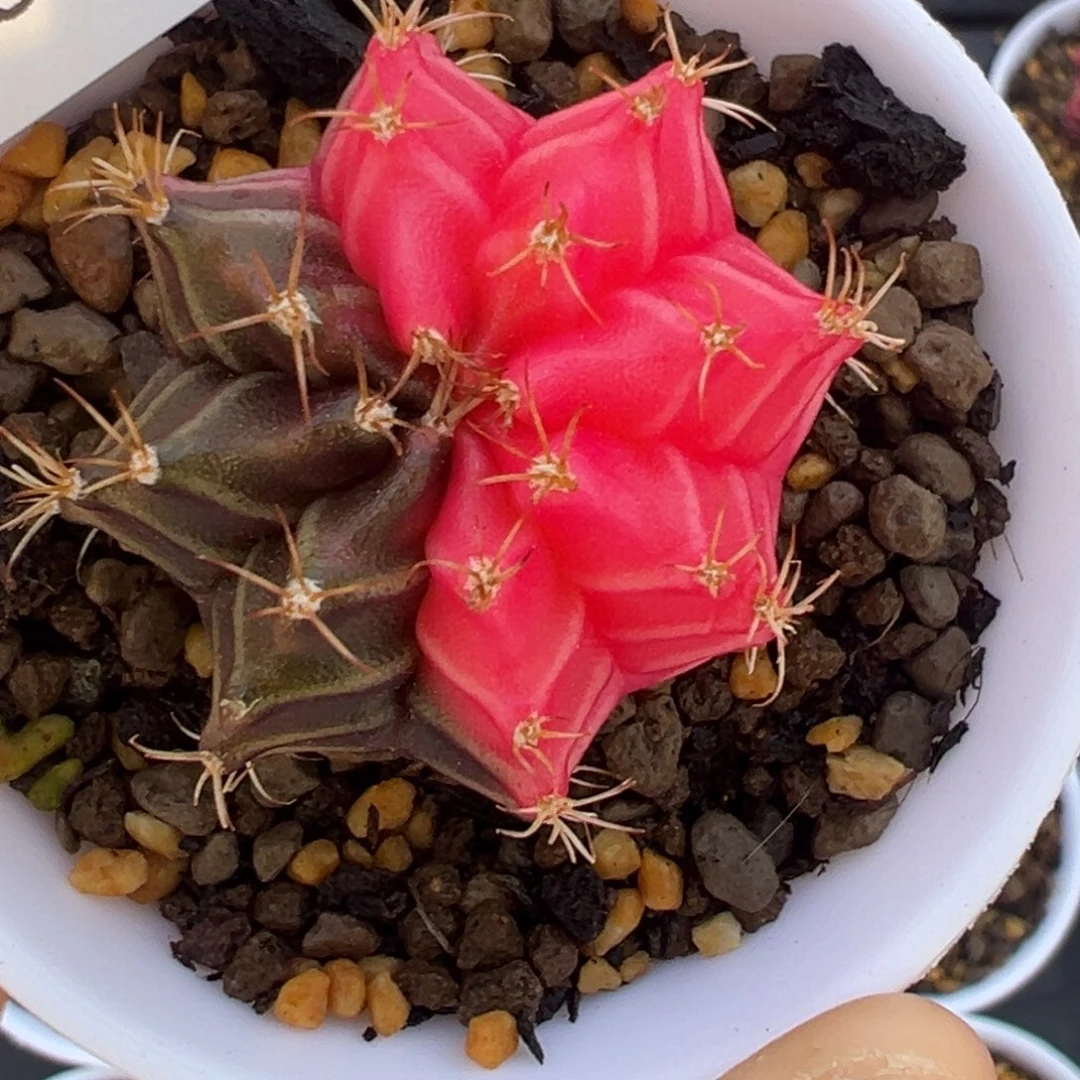 490 好看的米哈冲冲冲