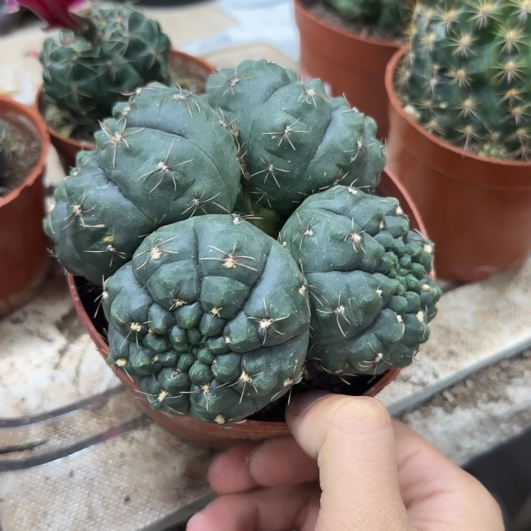 花花花花花花花花花花