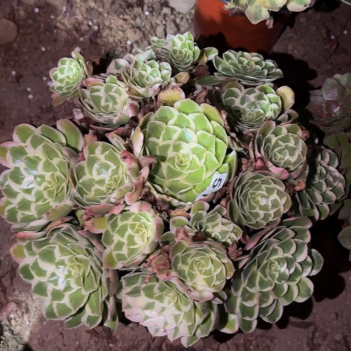 518唐三彩多肉植物不售后