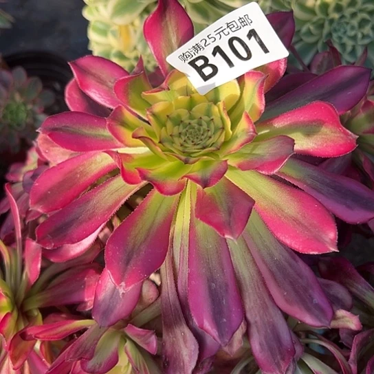 感****6多肉植物一个