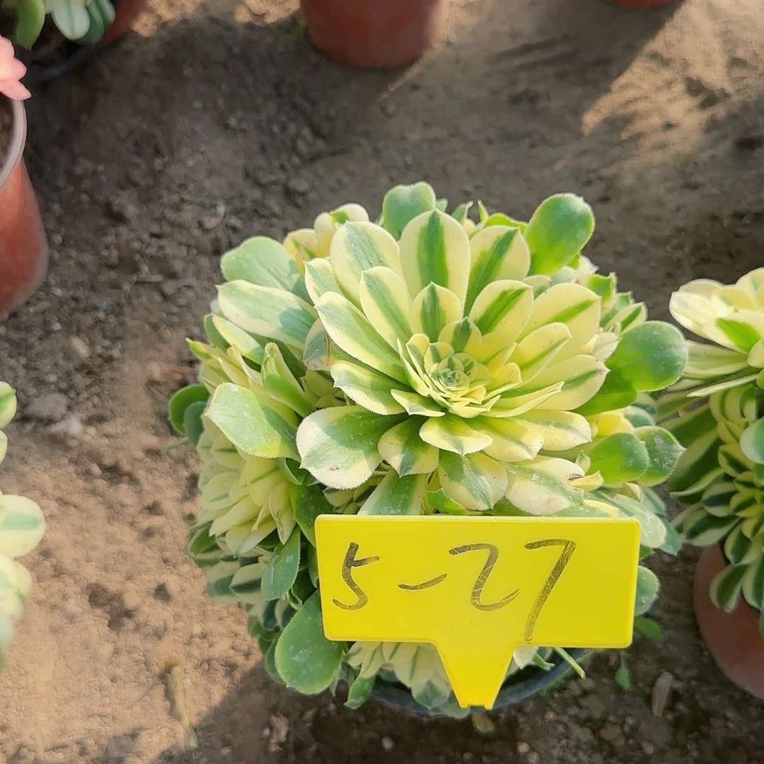 颜*5-27---多头多肉植物