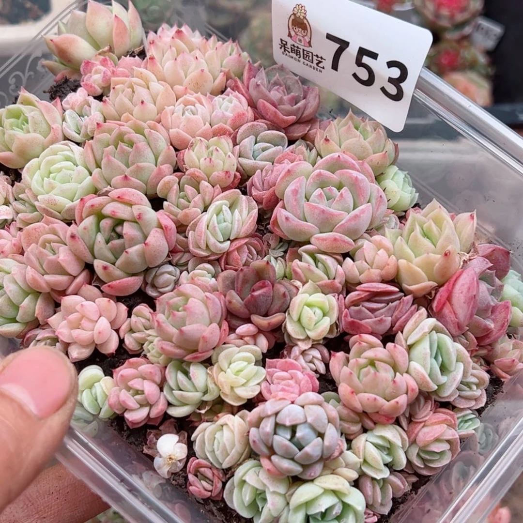 多肉植物多肉植物