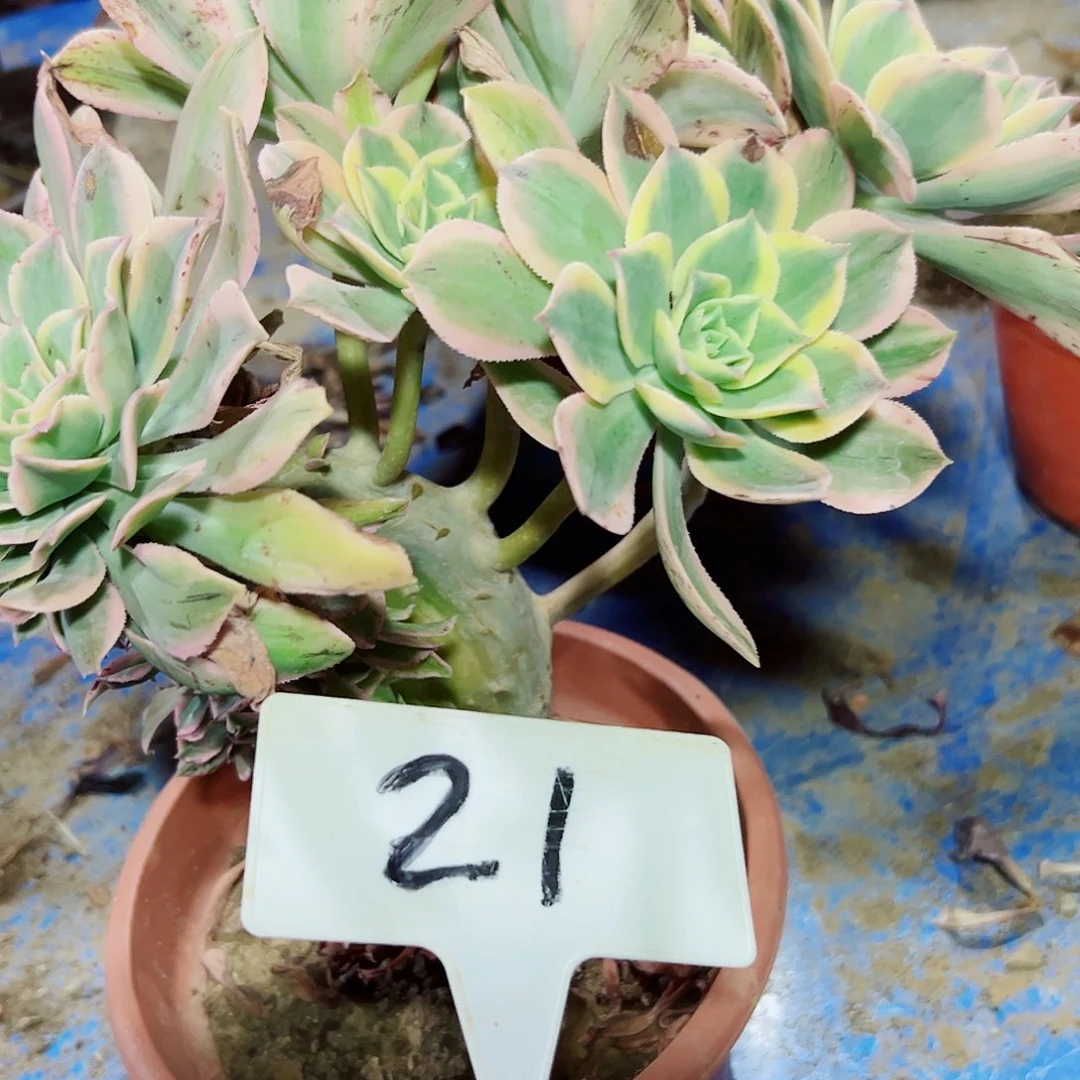 多肉植物灿烂缀花