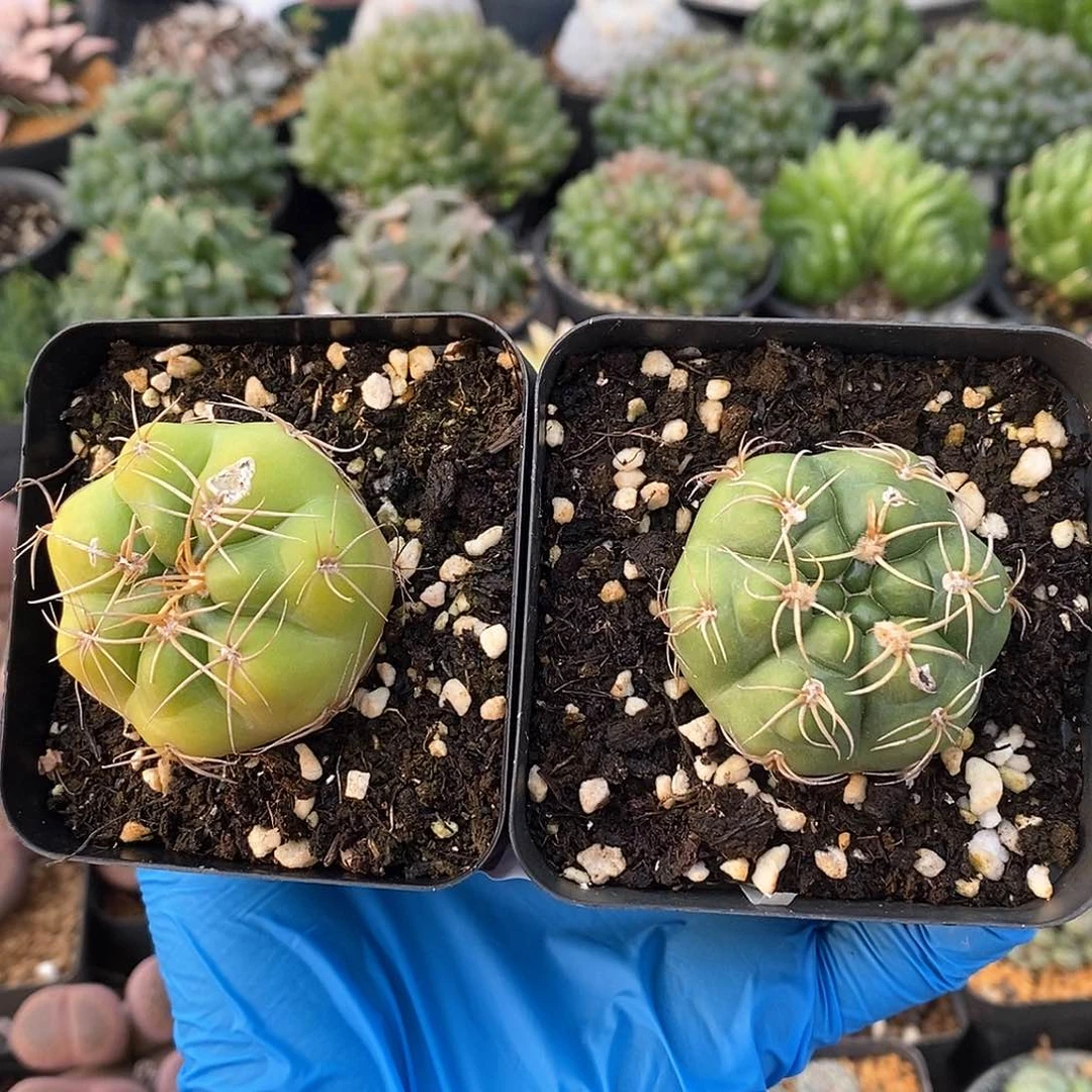 965 实生海王丸 有疤 炸