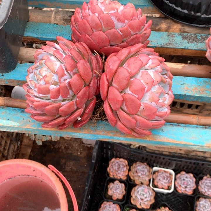 180盆老桩星影橙梦露16.8一颗