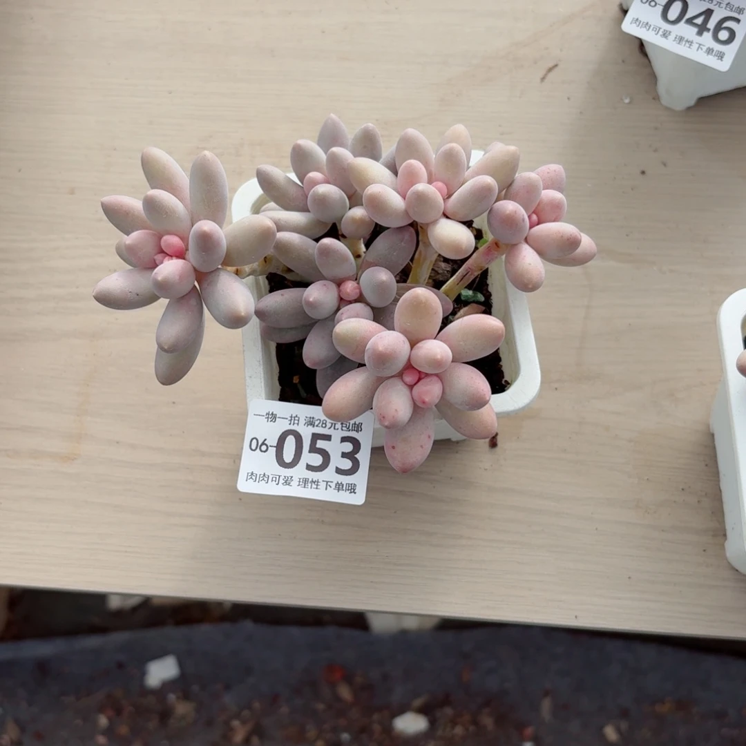 汤圆多肉无盆土发货无盆土发货无