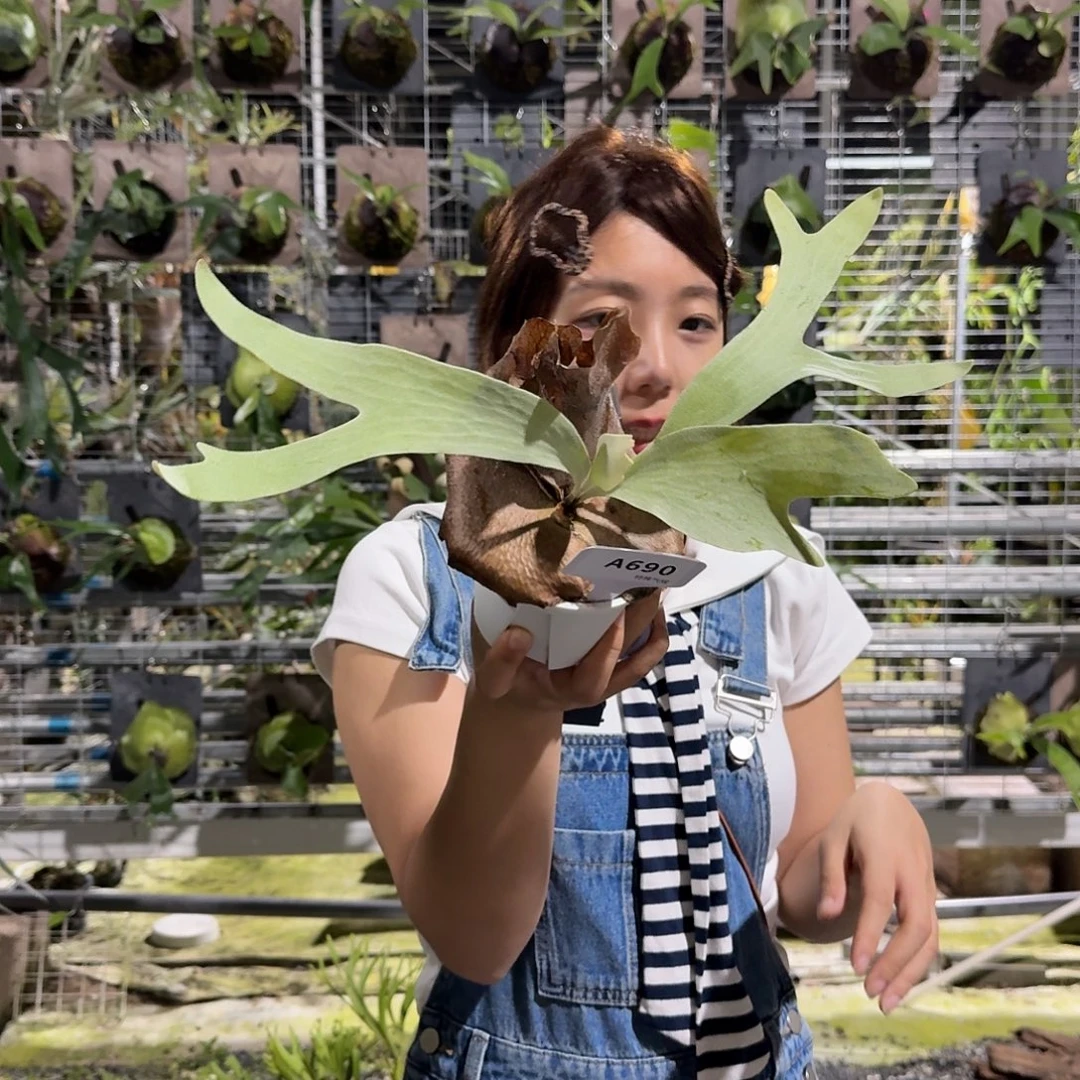 不开花植物A690-银华孢子苗杯苗