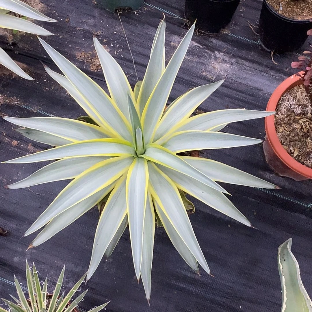 银河旅人一物一拍