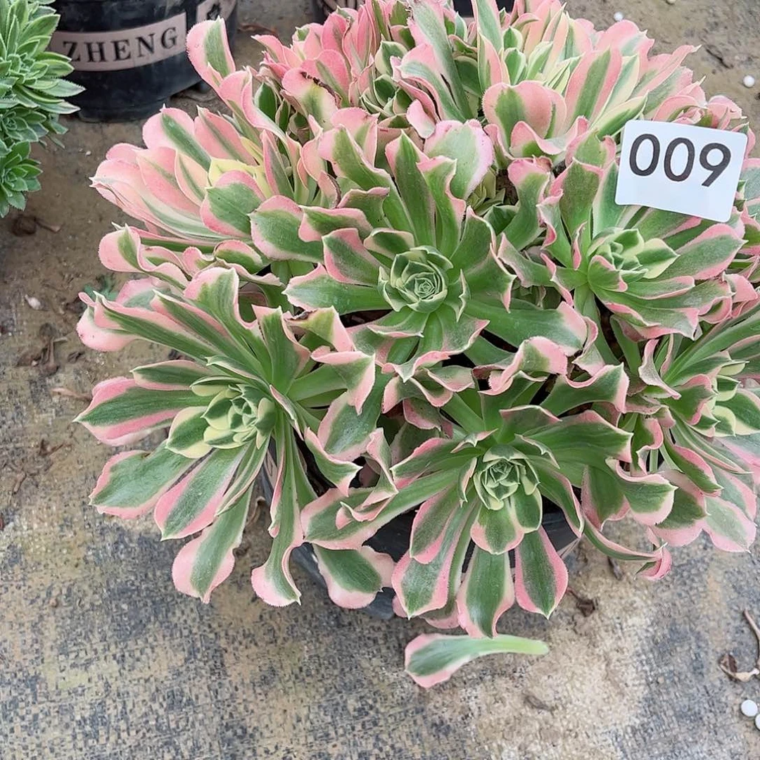 多肉植物白凤009