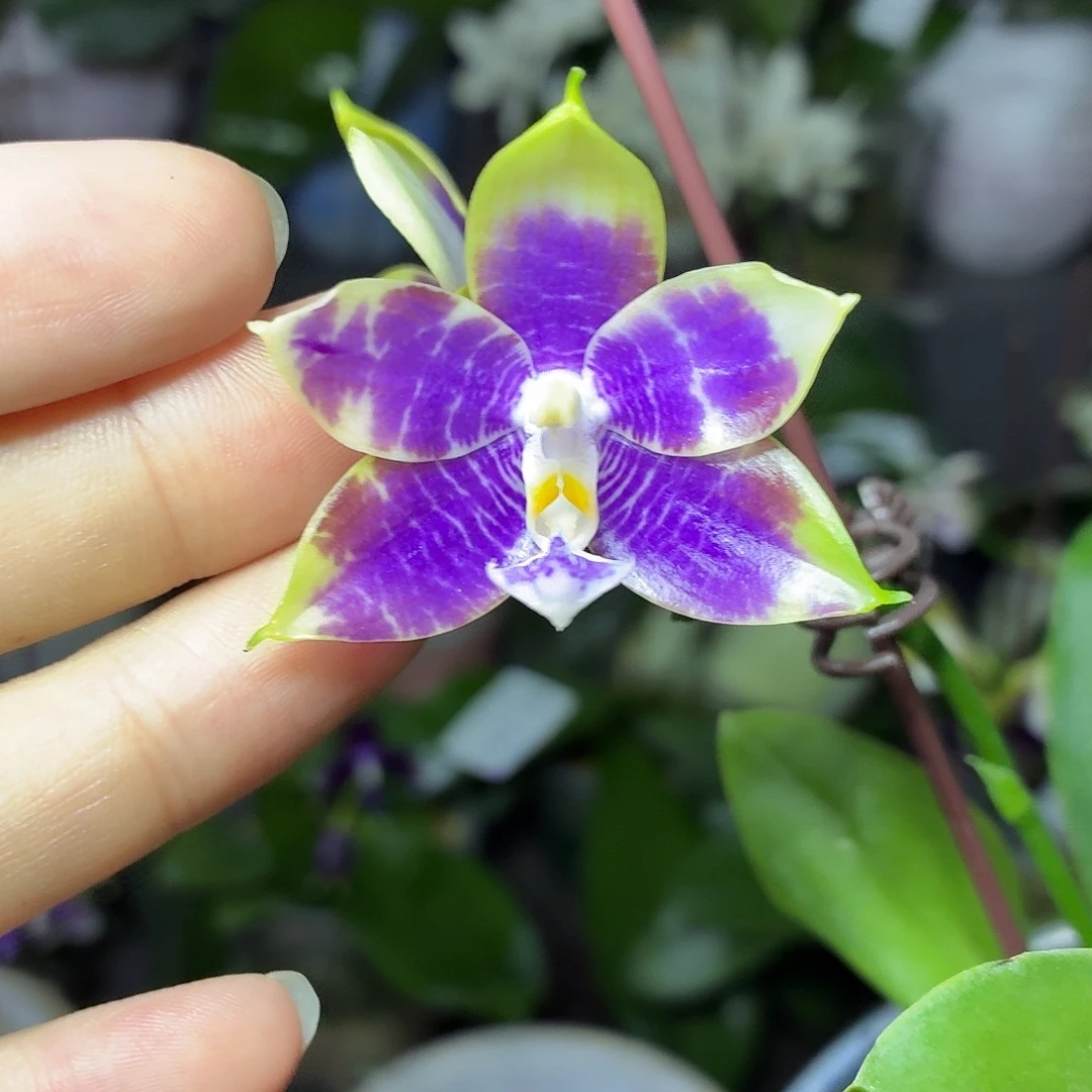 当前无花朵，栽培后可花朵A1352yss1233