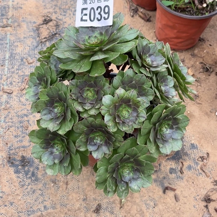 039万拉丝不包断枝