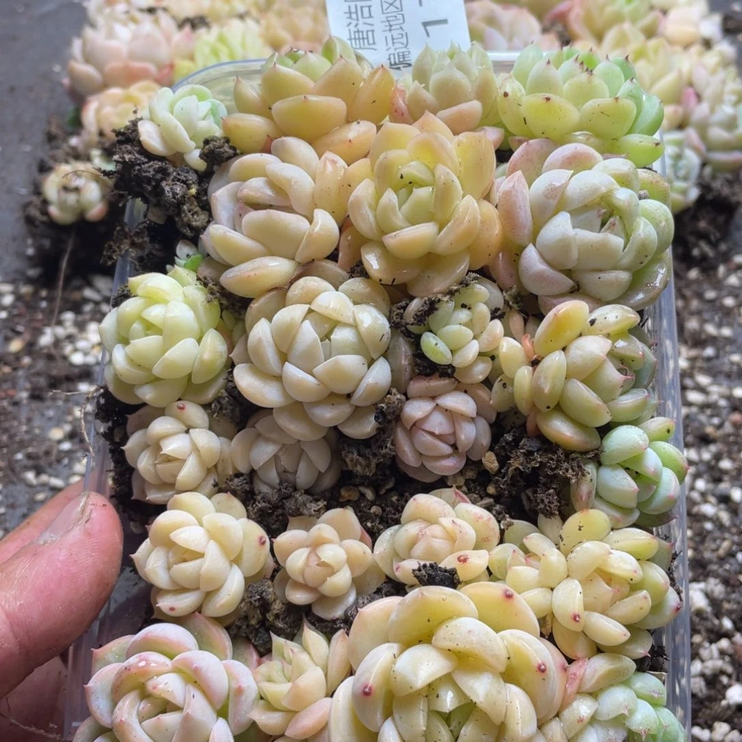 糖豆切糕一物一拍176