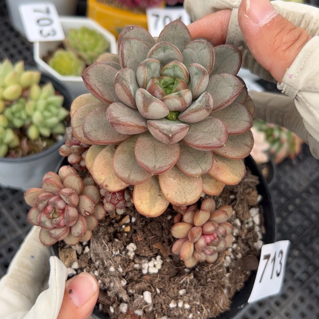 713 多肉植物组合盆栽