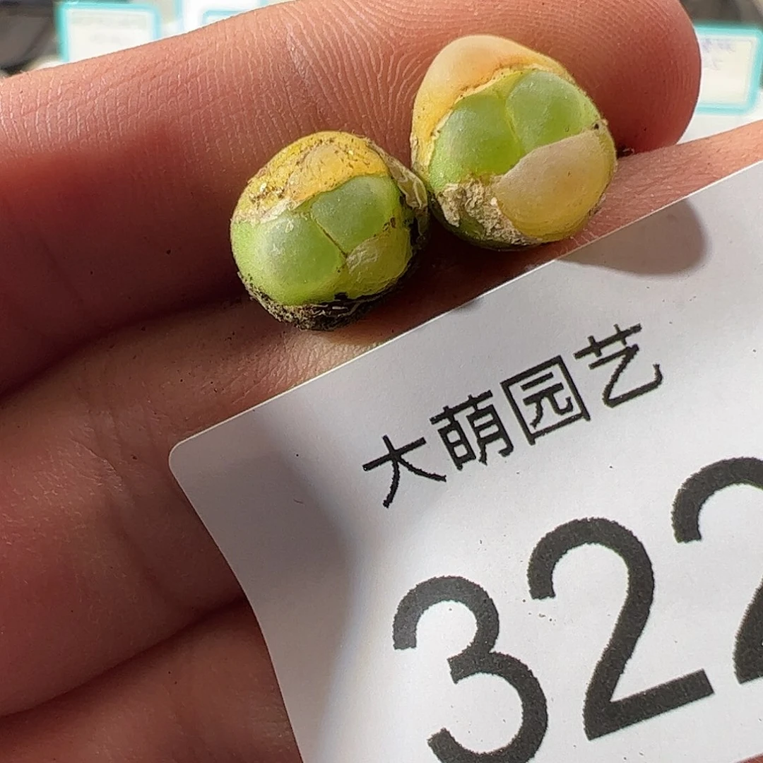 0000322 一物一拍……