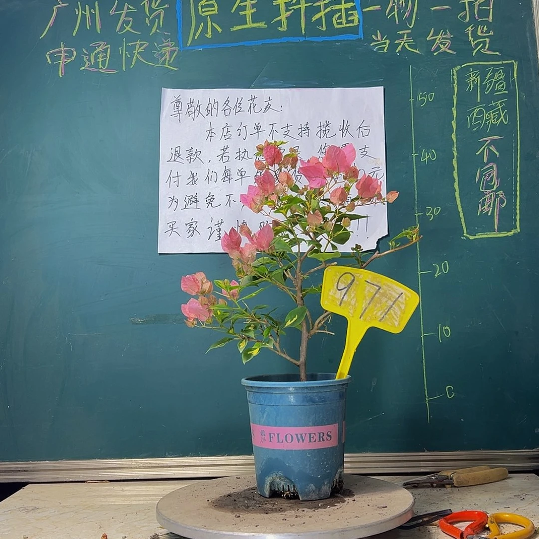 当前无花栽培后可以开花金心橙白971