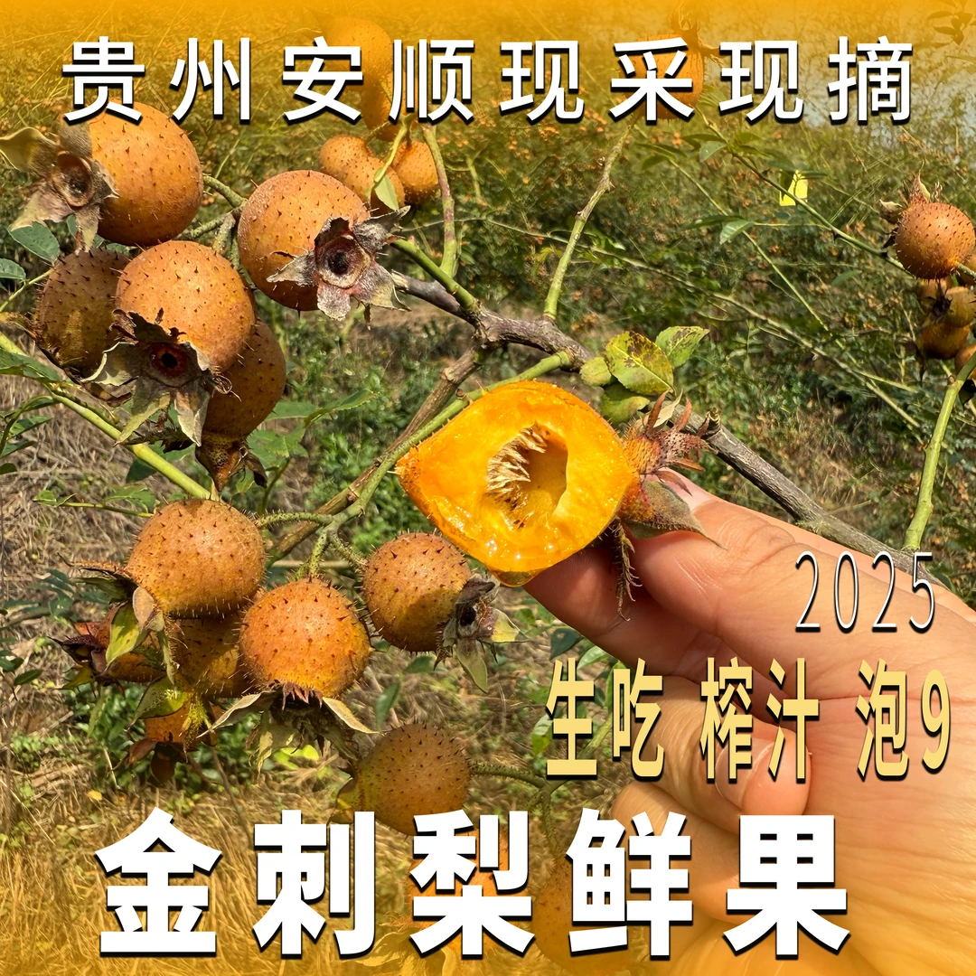 【鲜果榨汁】贵州野生新鲜无籽金刺梨大果可榨汁泡酒现摘vc孕妇小孩