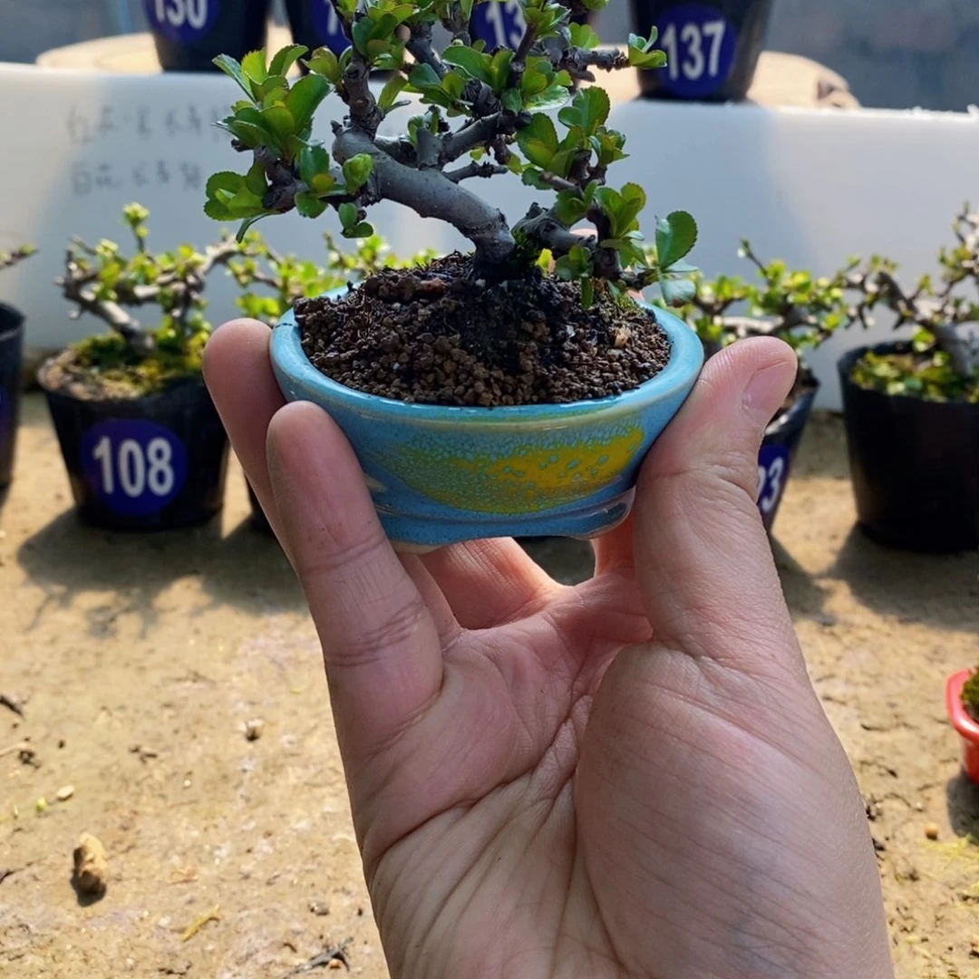 长寿梅盆景盆景展