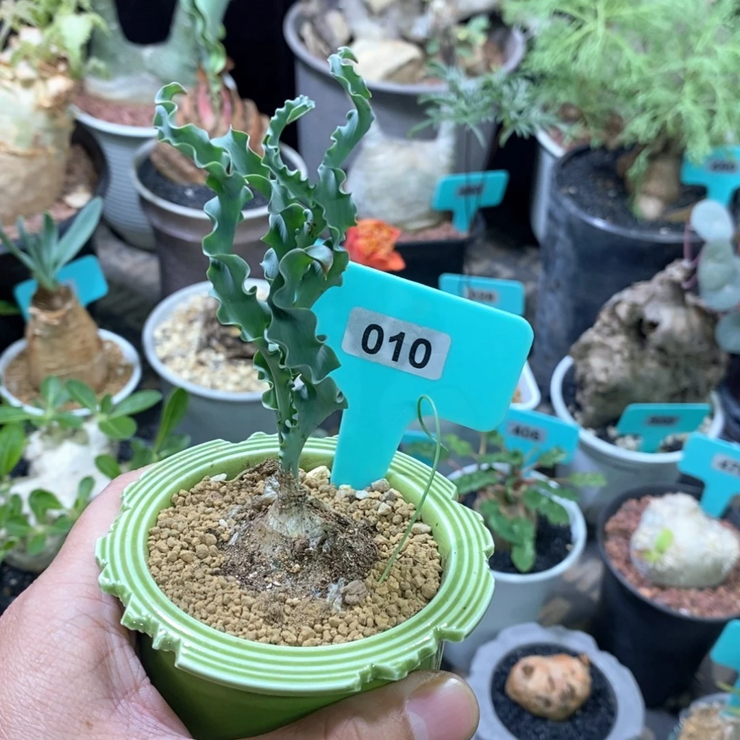 DC弹簧草产地多肉植物