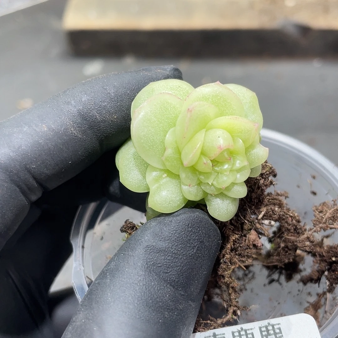 我***烤241。 定。