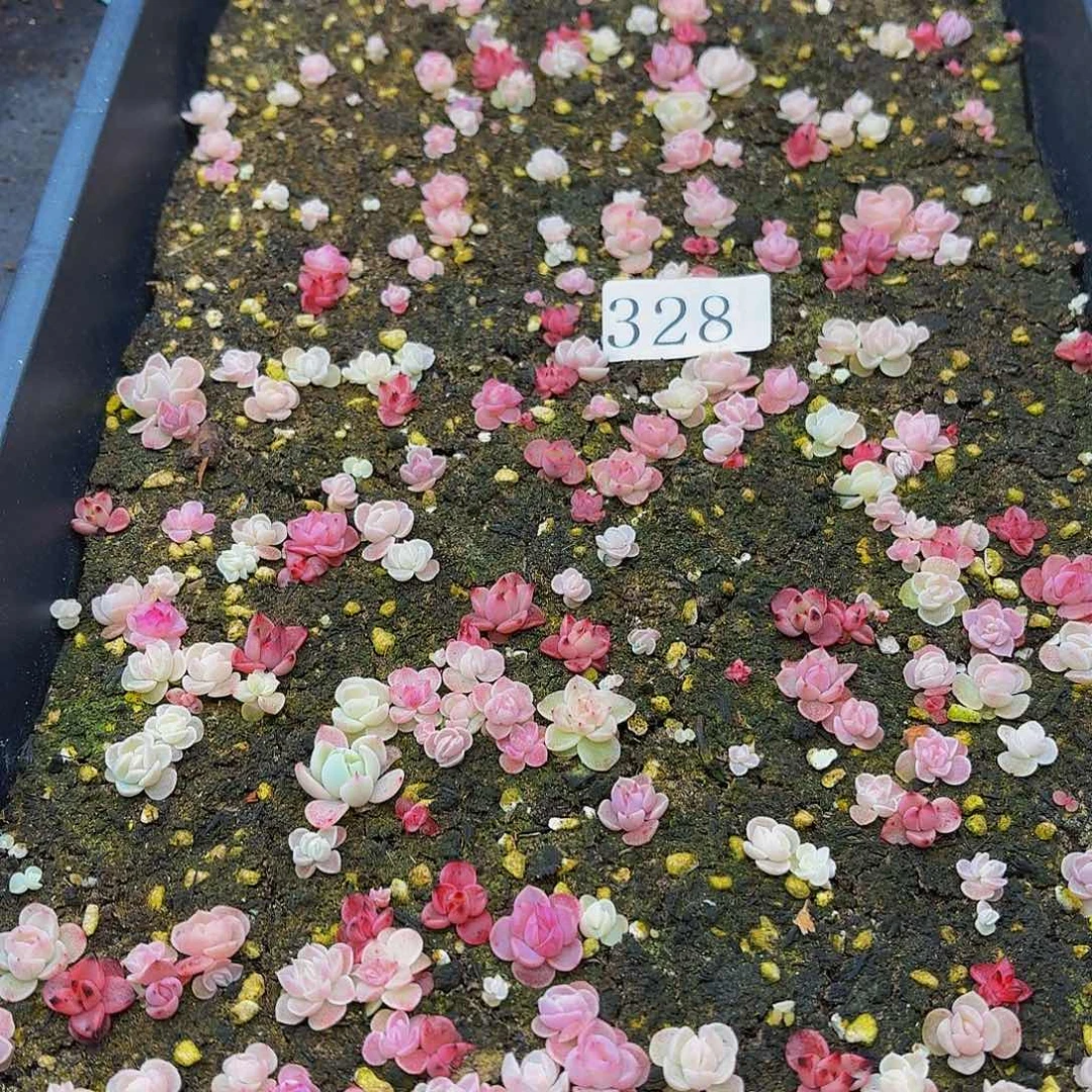 多肉植物多肉植物328