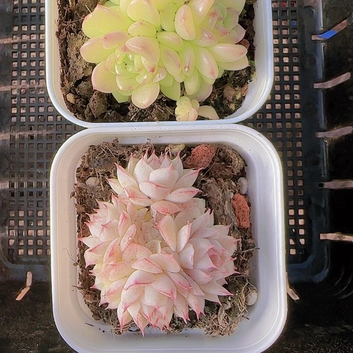 花时光精品多肉08