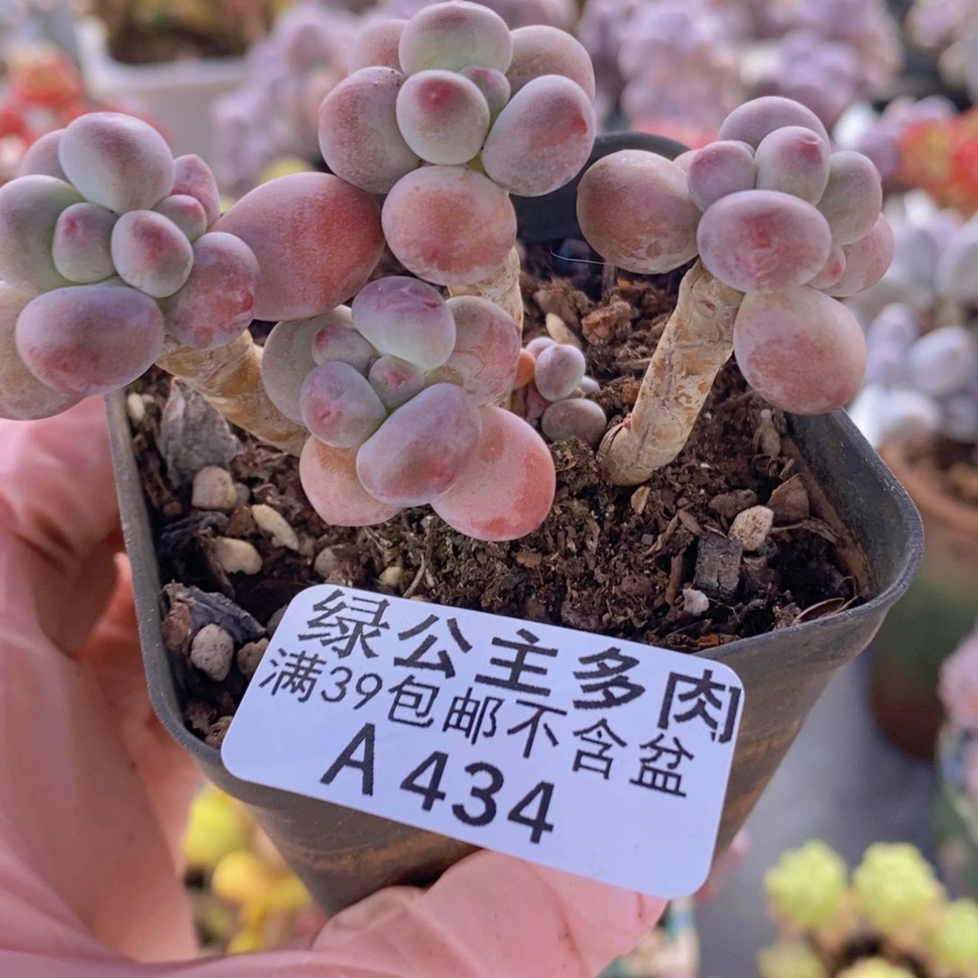 苹果奶7cm434多肉植物