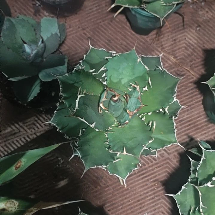 知***乐白鲸精品龙舌兰精品