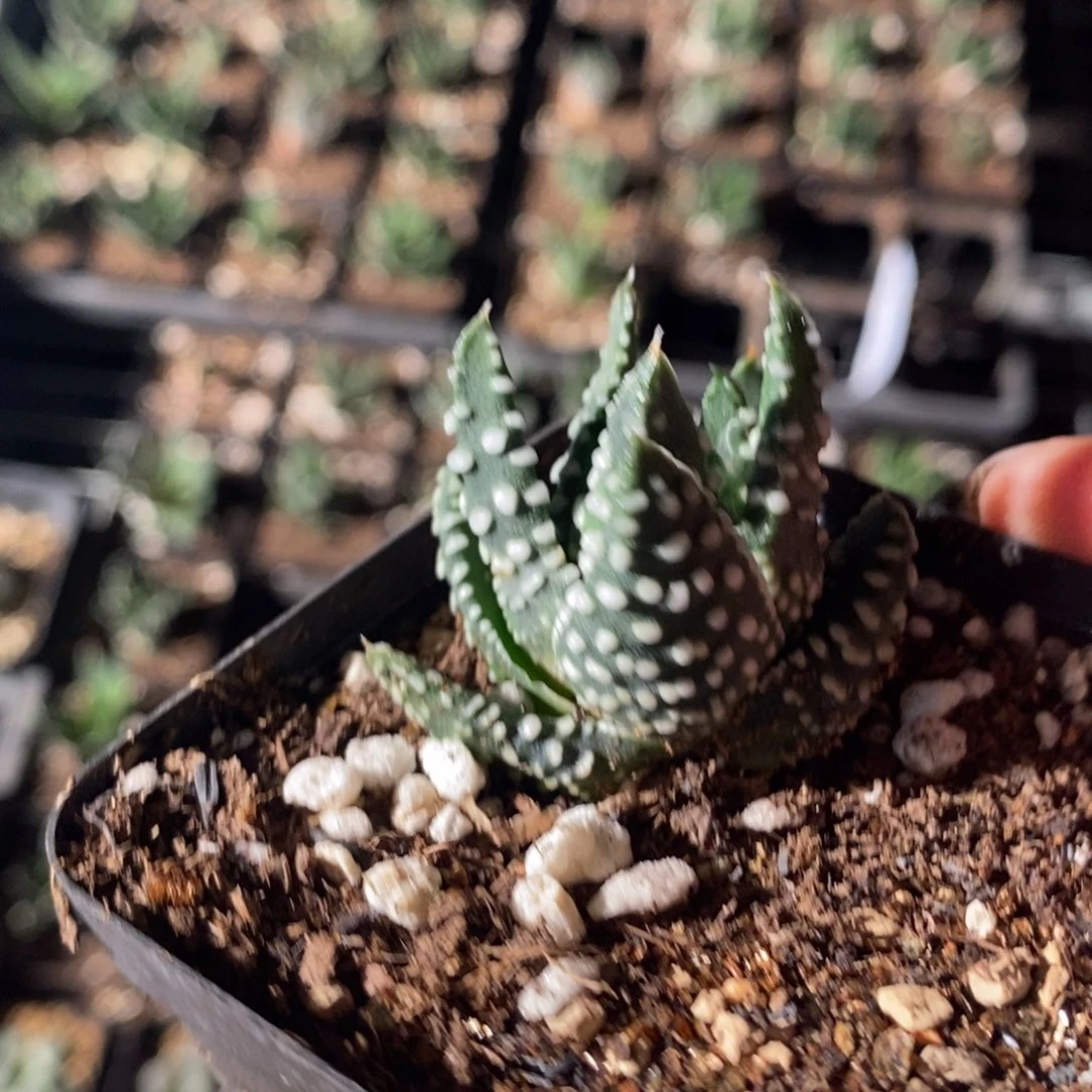 303 一颗泪珠硬叶 超级福利