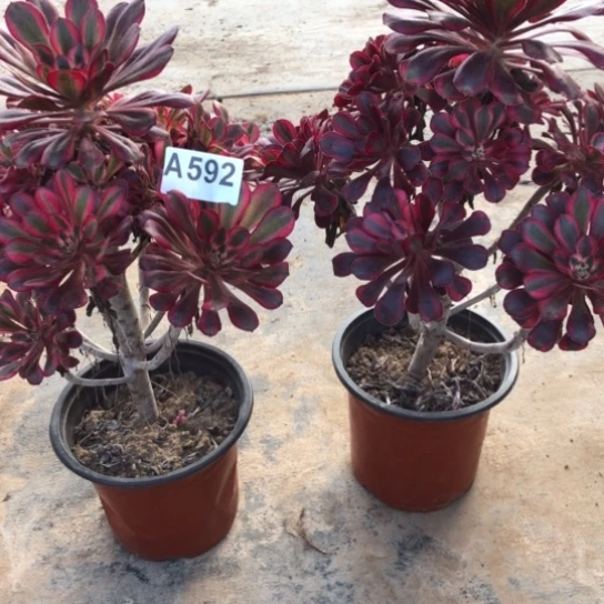 法师多肉植物独***泪法师592