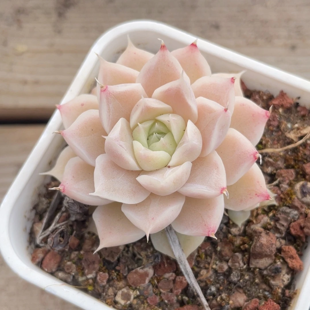 优选女王福利1111